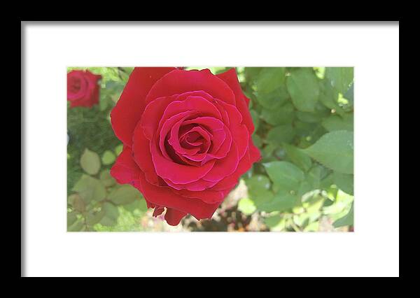 Flowers Framed Print featuring the photograph Red Rose by Pour Your heART Out Artworks