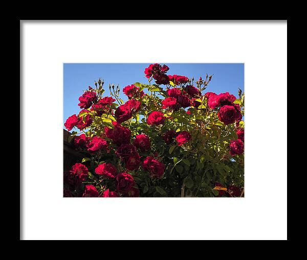 Landscape Framed Print featuring the photograph Red Rose Spring Sky by Richard Thomas