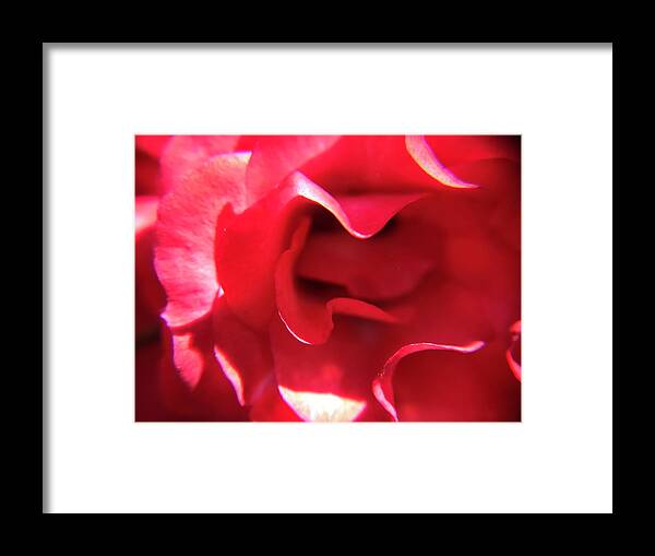 Red Rose Framed Print featuring the photograph Red Rose by Vivian Aumond