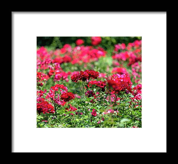 Garden Framed Print featuring the photograph Red Roses Garden Background by Mikhail Kokhanchikov
