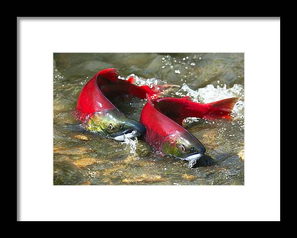 Population Explosion Framed Print featuring the photograph Red salmon couple by OVasik