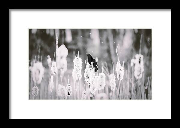 Black And White Framed Print featuring the photograph Red Shouldered Black Bird Black and White by Jason Fink