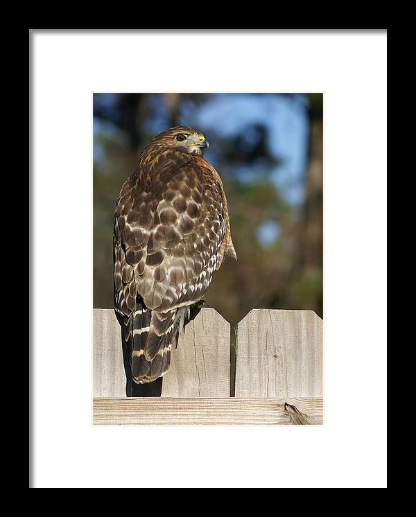  Framed Print featuring the photograph Red-Shouldered Hawk by Heather E Harman