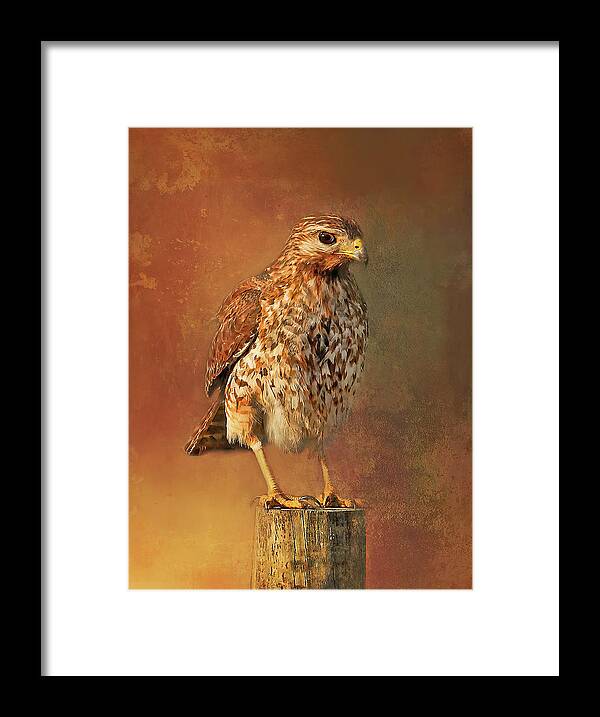Red Shouldered Hawk Framed Print featuring the photograph Red-shouldered Hawk Portrait by HH Photography of Florida