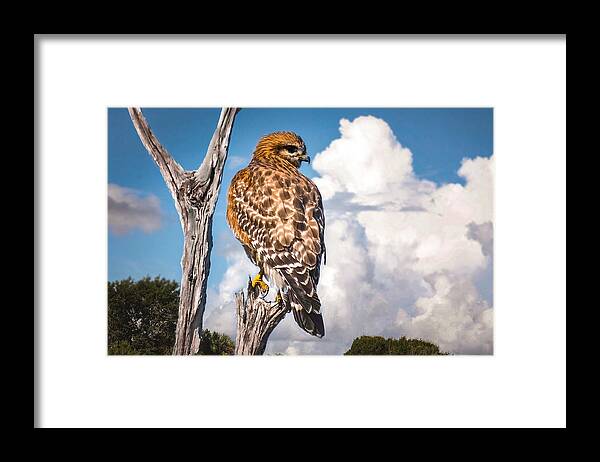 Red Shouldered Hawk Framed Print featuring the photograph Red Shouldered Hawk by Rebecca Herranen