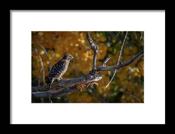 Red Shouldered Hawk Framed Print featuring the photograph Red Shouldered Hawk by Rick Mosher