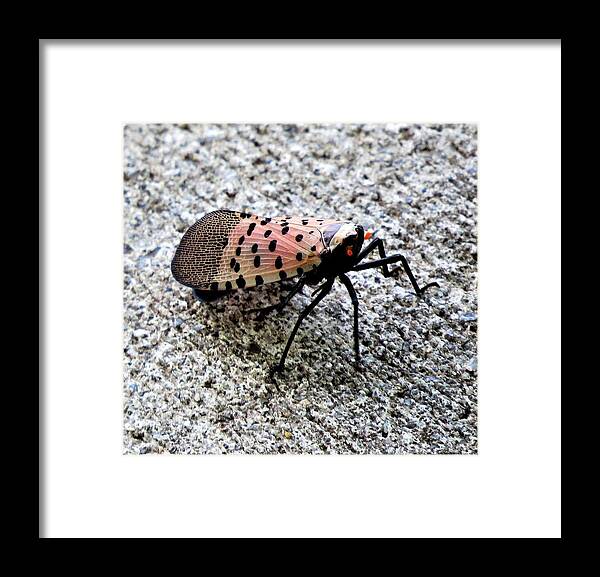 Insects Framed Print featuring the photograph Red Spotted Lanternfly Closeup by Linda Stern