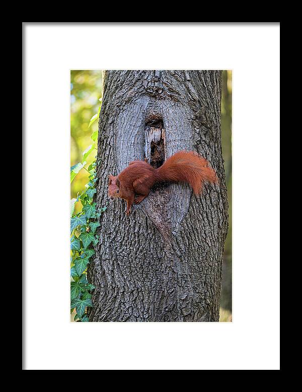 Red Framed Print featuring the photograph Red Squirrel At Tree Hollow by Artur Bogacki