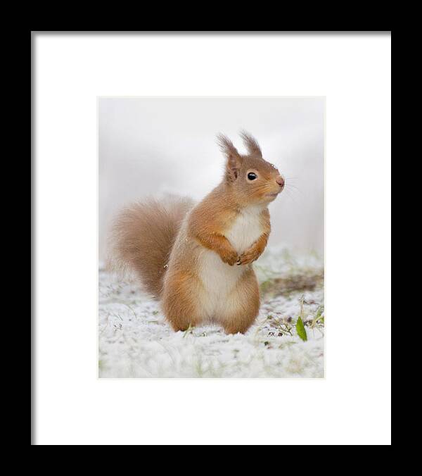 Red Squirrel Framed Print featuring the photograph Red Squirrel in Snow by Gavin MacRae
