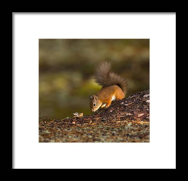 Aviemore Framed Print featuring the photograph Red squirrel searching for nuts for winter by Louise Heusinkveld