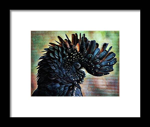 Animals Framed Print featuring the painting Red Tailed Black Cockatoo Crest by Ashley Aldridge