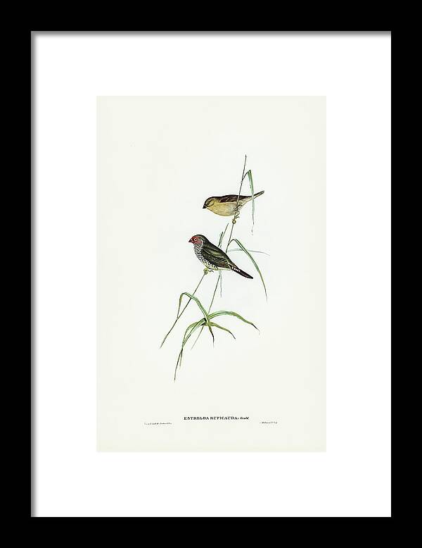 Red-tailed Finch Framed Print featuring the drawing Red-tailed Finch, Estrelda ruficauda by John Gould