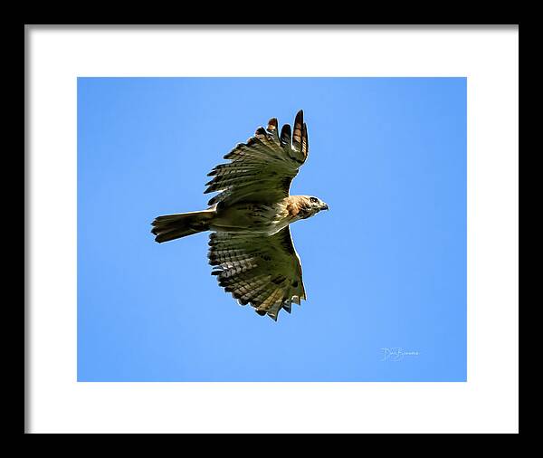 Hawk Framed Print featuring the photograph Red-tailed Hawk #8753 by Dan Beauvais