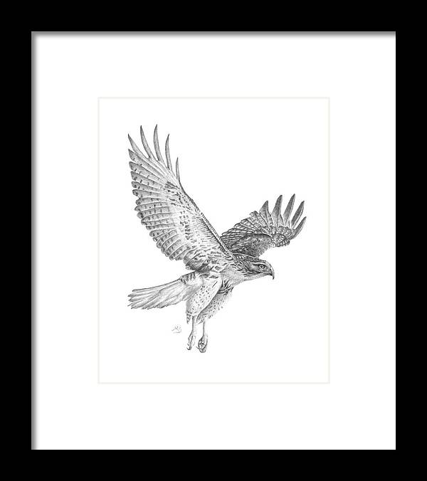 Hawk Framed Print featuring the drawing Red Tailed Hawk in Flight by Monica Burnette