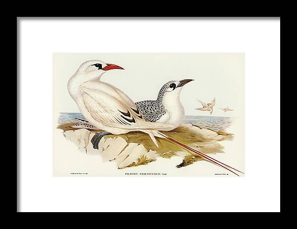Red-tailed Tropic Bird Framed Print featuring the drawing Red-tailed Tropic Bird, Phaeton phoenicurus by John Gould