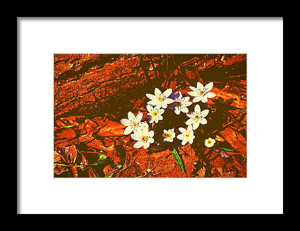 Anemones Framed Print featuring the photograph First Wood Anemones of Spring by Stacie Siemsen