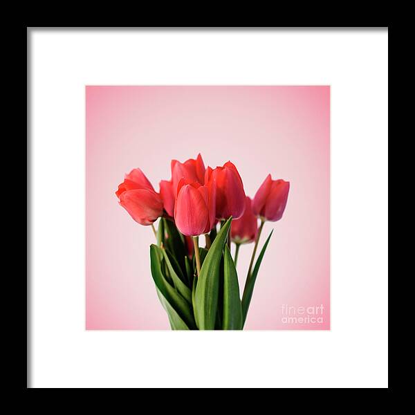 Tulip Framed Print featuring the photograph Red tulip bouquet on pastel pink background. Minimal creative fl by Jelena Jovanovic