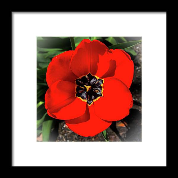 Floral Framed Print featuring the photograph Red Tulip by Jim Feldman