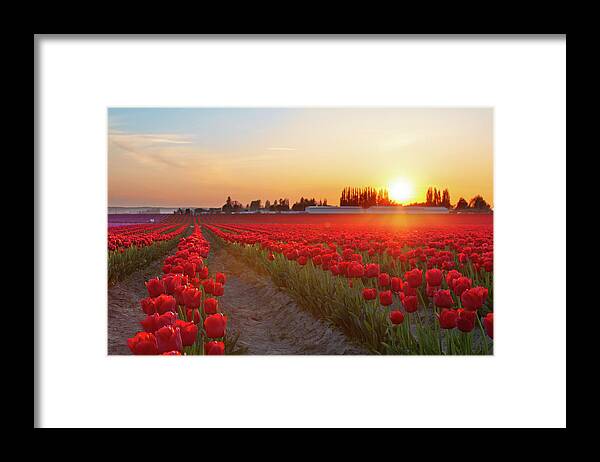 Tulips Framed Print featuring the photograph Red Tulip Sunset by Michael Rauwolf