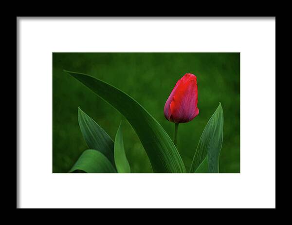 Flowers Framed Print featuring the photograph Red Tulip with Leaves by Nikolyn McDonald