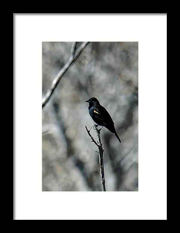 Usa Framed Print featuring the photograph Red Wing At Bosque by Jennifer Robin