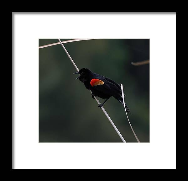 Black Bird Framed Print featuring the photograph Red-wing Black Bird by Mingming Jiang