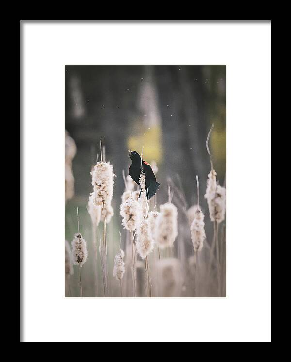Red Framed Print featuring the photograph Red Wing Black Bird on Cattails by Jason Fink
