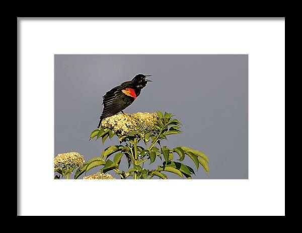 Bird Framed Print featuring the photograph Red Wing Calling by Fon Denton