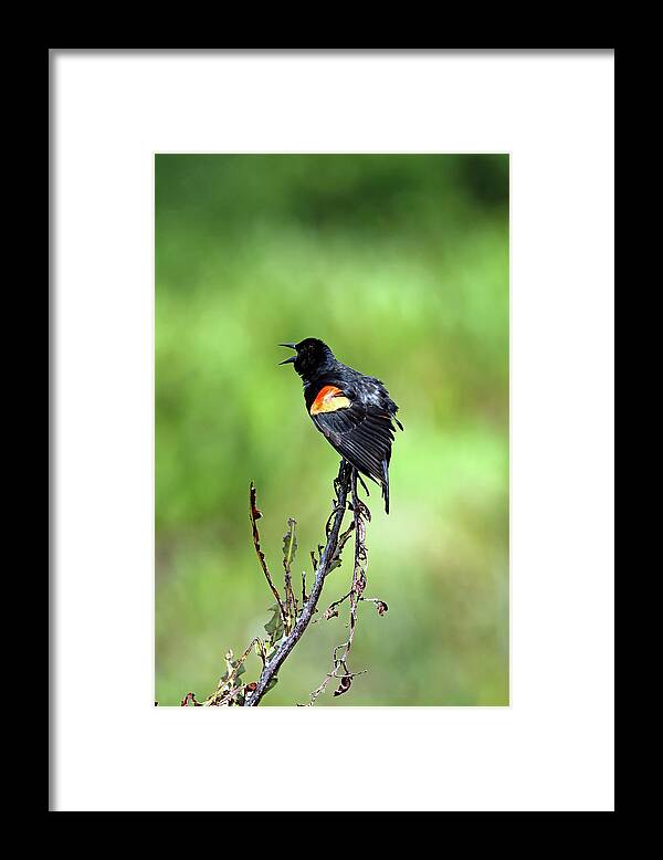 Florida Framed Print featuring the photograph Red Wing Singing by Jennifer Robin