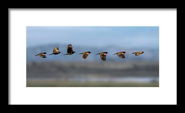 Red Winged Black Bird Framed Print featuring the photograph Red Winged Black Bird Flight Sequence by Rick Mosher