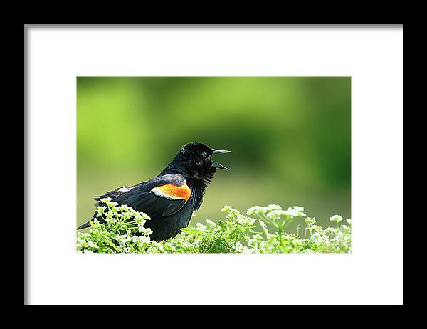 Red Winged Blackbird Framed Print featuring the photograph Red Winged Blackbird trills by Rehna George