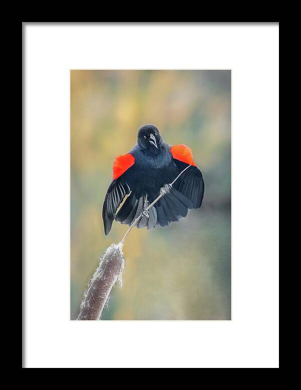 Bird Framed Print featuring the photograph Red Winged by Gary Geddes