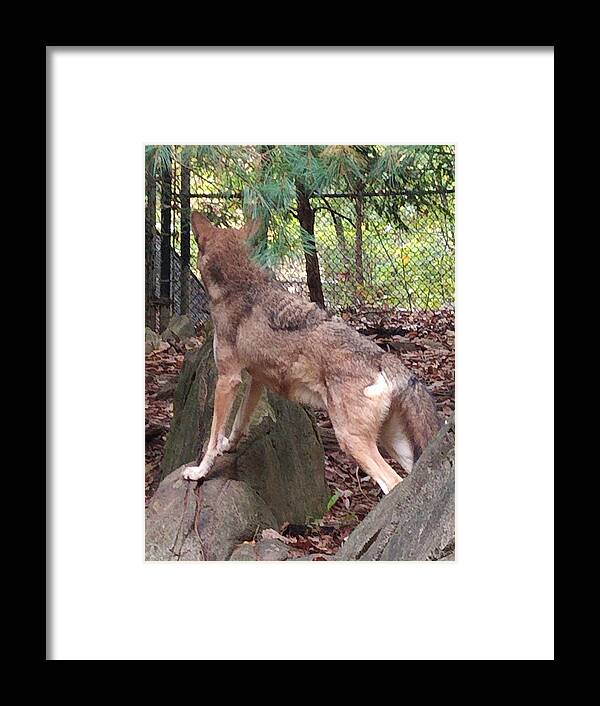 Wolf Framed Print featuring the photograph Red Wolf Asheboro NC Zoo by Kim Galluzzo Wozniak