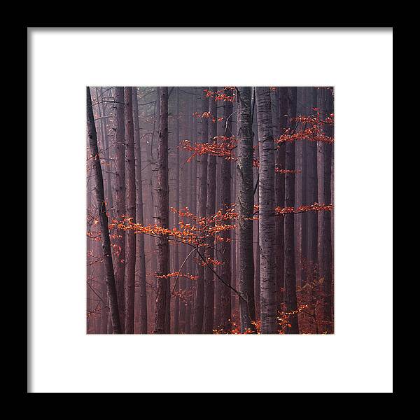 Mountain Framed Print featuring the photograph Red Wood by Evgeni Dinev