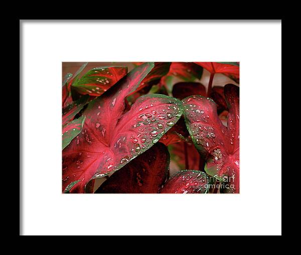  Framed Print featuring the photograph RedDewDrop by Mary Kobet