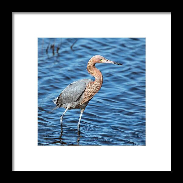 Reddish Egret Framed Print featuring the photograph Reddish Egret in Blue Waters by Jaki Miller