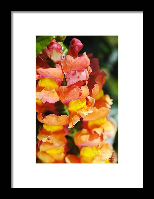 Antirrhinum Framed Print featuring the photograph Reddish Golden Snapdragon Flowers by Joy Watson