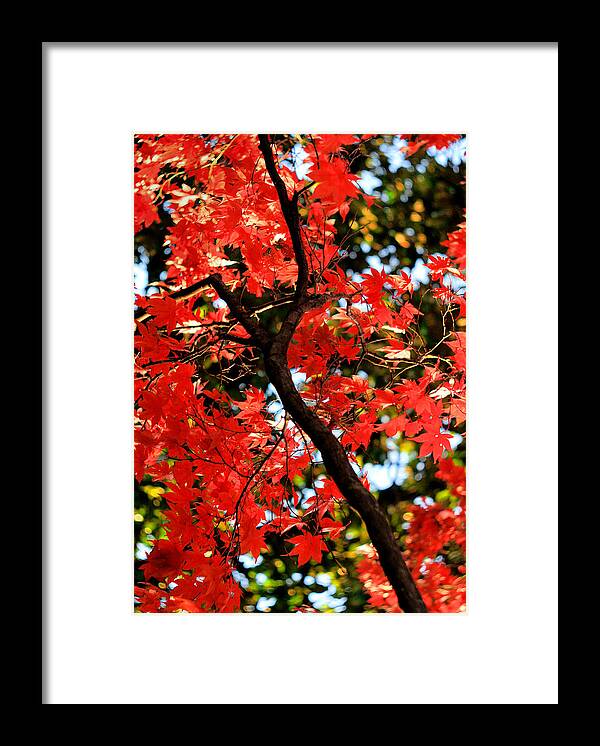 Vivid Framed Print featuring the photograph Reds of an Autumn Afternoon No.2 - An Annapolis Impression by Steve Ember