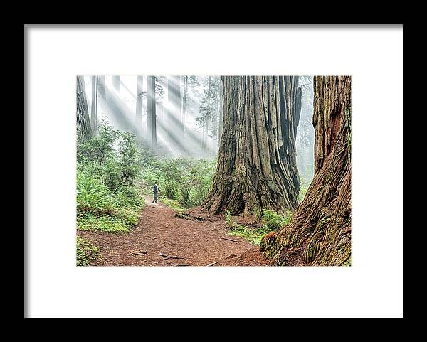 California Framed Print featuring the photograph Redwood Mystical Fog by Rudy Wilms