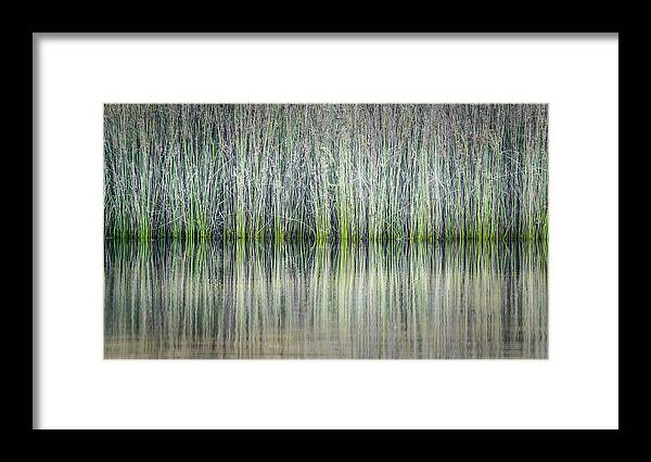 Reeds Framed Print featuring the photograph Reeds Reflection by Gary Geddes