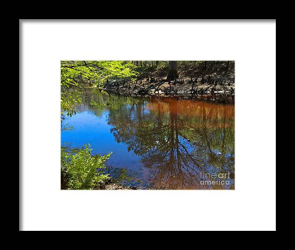 Bald Cyprus Framed Print featuring the photograph Reflection of a Bald Cyprus on the Withlacoochee River by L Bosco