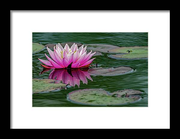 Aquatic Framed Print featuring the photograph Reflection of a water lily by Brian Shoemaker