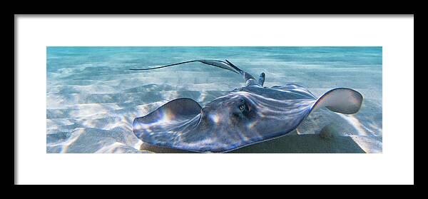 Ray Framed Print featuring the photograph Reflections on a Southern Ray by Lynne Browne