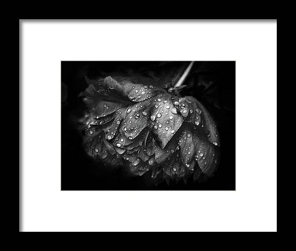 Peony Framed Print featuring the photograph Refreshed by Jessica Jenney