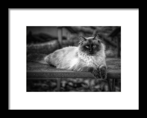 Cat Framed Print featuring the photograph Regal by DArcy Evans