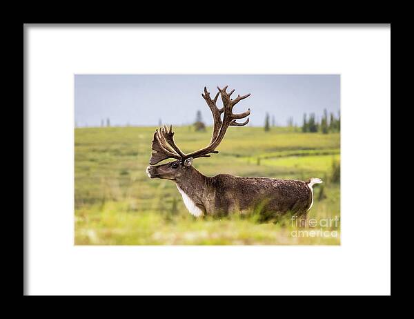 Reindeer Framed Print featuring the photograph Reindeer with beautiful antlers by Lyl Dil Creations