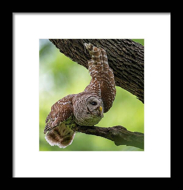 Mama Barred Owl Framed Print featuring the photograph Relaxing Male Barred Owl by Puttaswamy Ravishankar