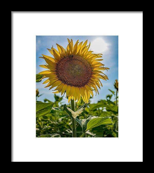 Sunflower Framed Print featuring the photograph Remembering Summer by Rick Nelson