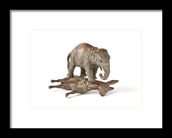 White Background Framed Print featuring the photograph Republican elephant on top of democratic donkey by Bill Boch