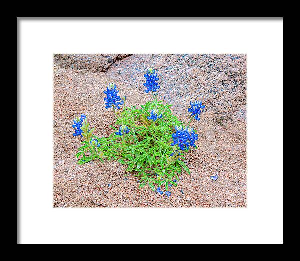 Determination Framed Print featuring the photograph Determination by Terry Walsh